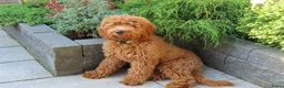 Kruising honden te koop: Rode Mini Australian/Labradoodles - Advertentie 6