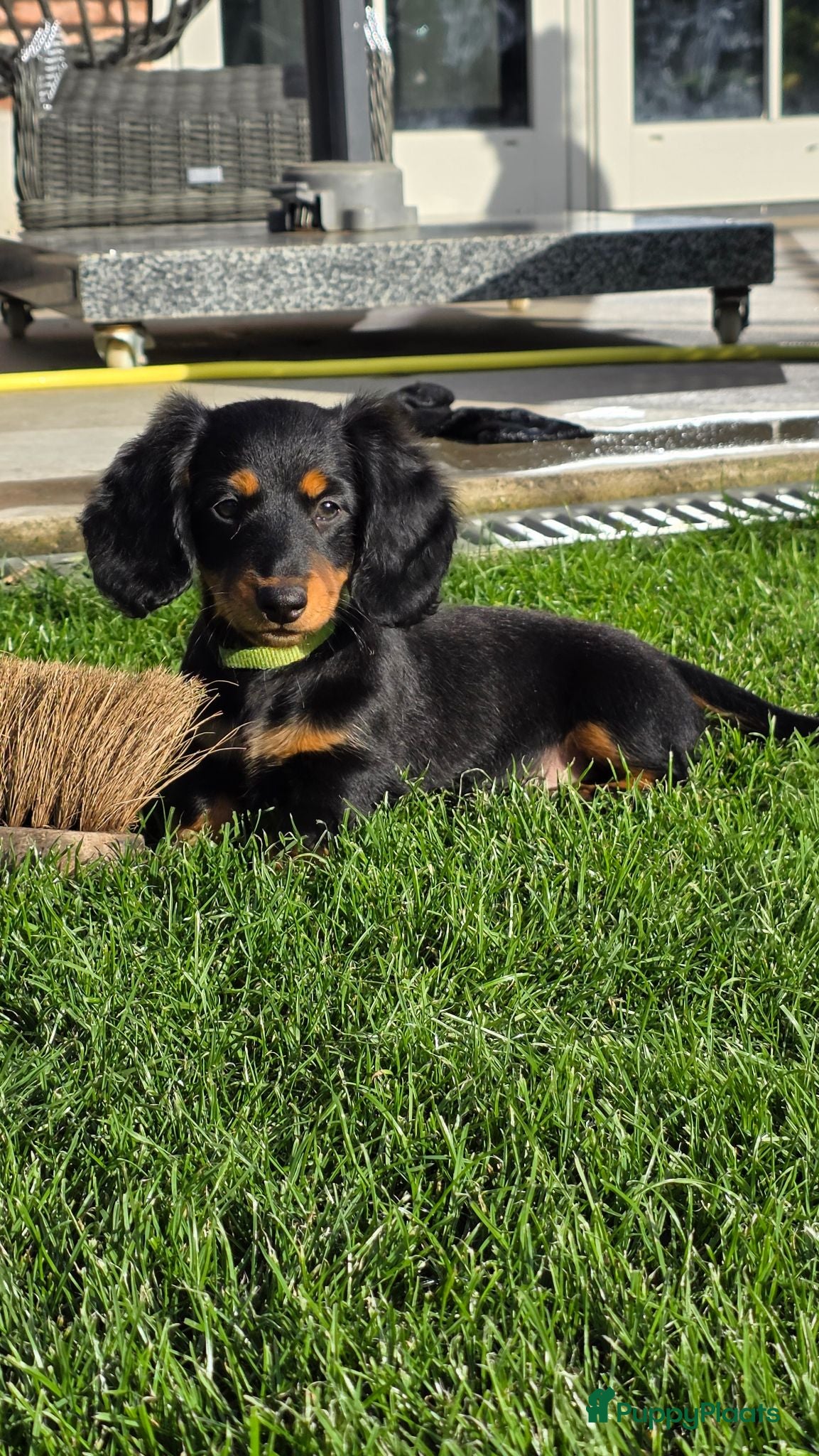 Teckel (langhaar) honden Langharige Dwergteckelpups met stamboom - Advertentie 8