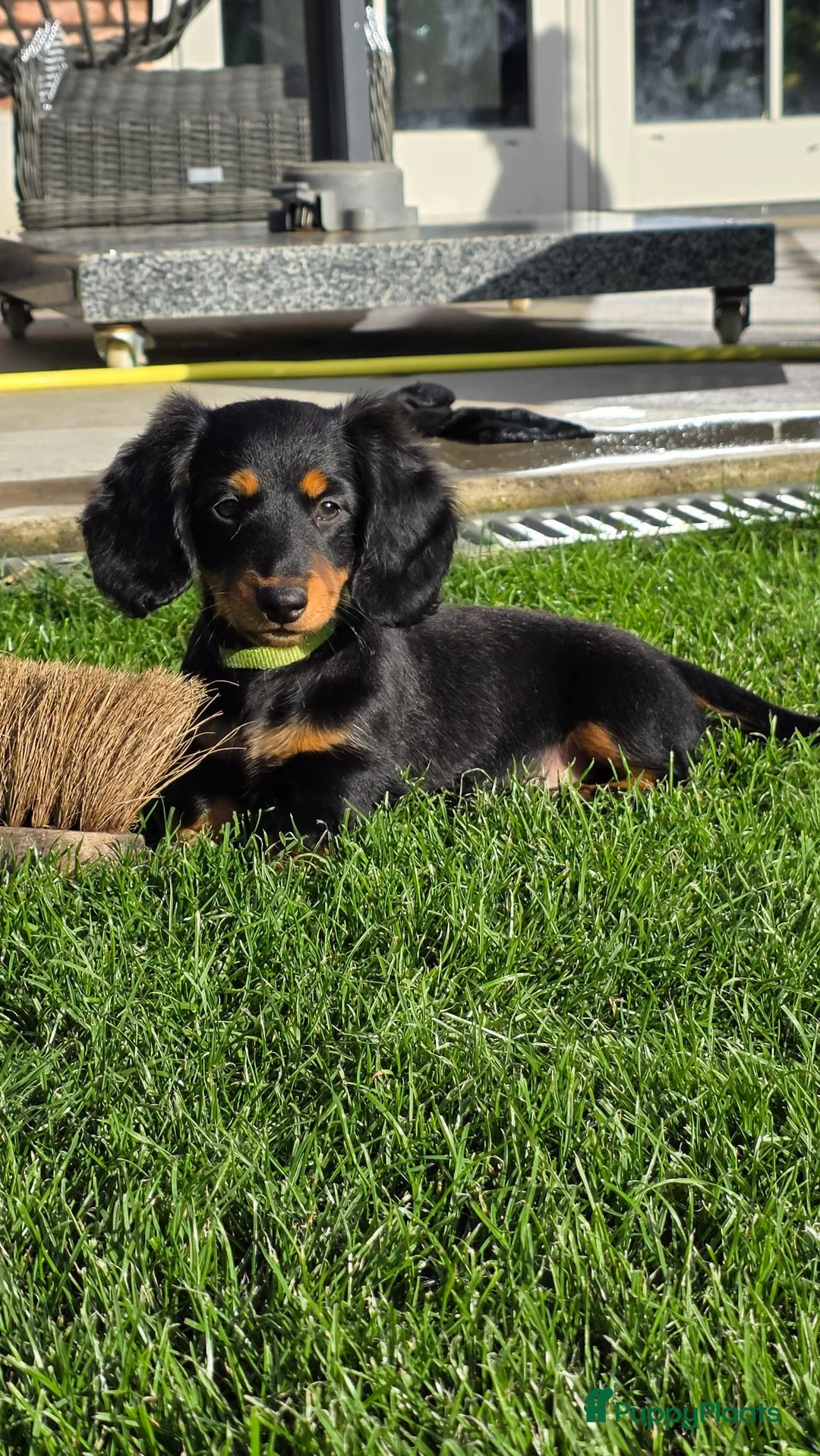 Teckel (langhaar) honden te koop: Prachtige Stamboom Dwergteckelpups langhaar - Advertentie 2