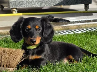 Teckel (langhaar) honden Langharige Dwergteckelpups met stamboom - Advertentie 8