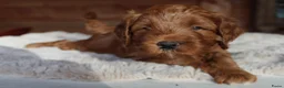 Australian Labradoodle honden te koop: Prachtige Australian Labradoodle pups in Velp - Advertentie 14