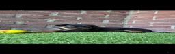 Rottweiler honden te koop: 8 Rottweiler pups. - Advertentie 11