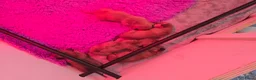 Teckel (korthaar)  honden te koop: Dwergteckel pup kortharig cream blond!!! - Advertentie 16