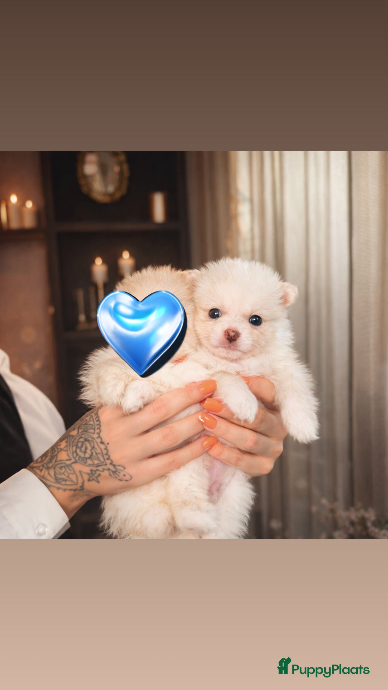 Pomeriaan honden Pomeriaan pups - Advertentie 12