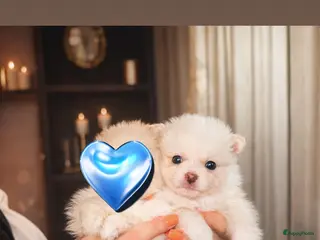 Pomeriaan honden Pomeriaan pups - Advertentie 12