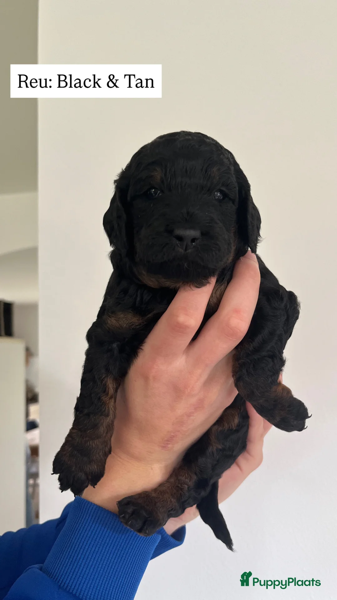 Kruising honden te koop: Labradoodle Pups - Advertentie 2