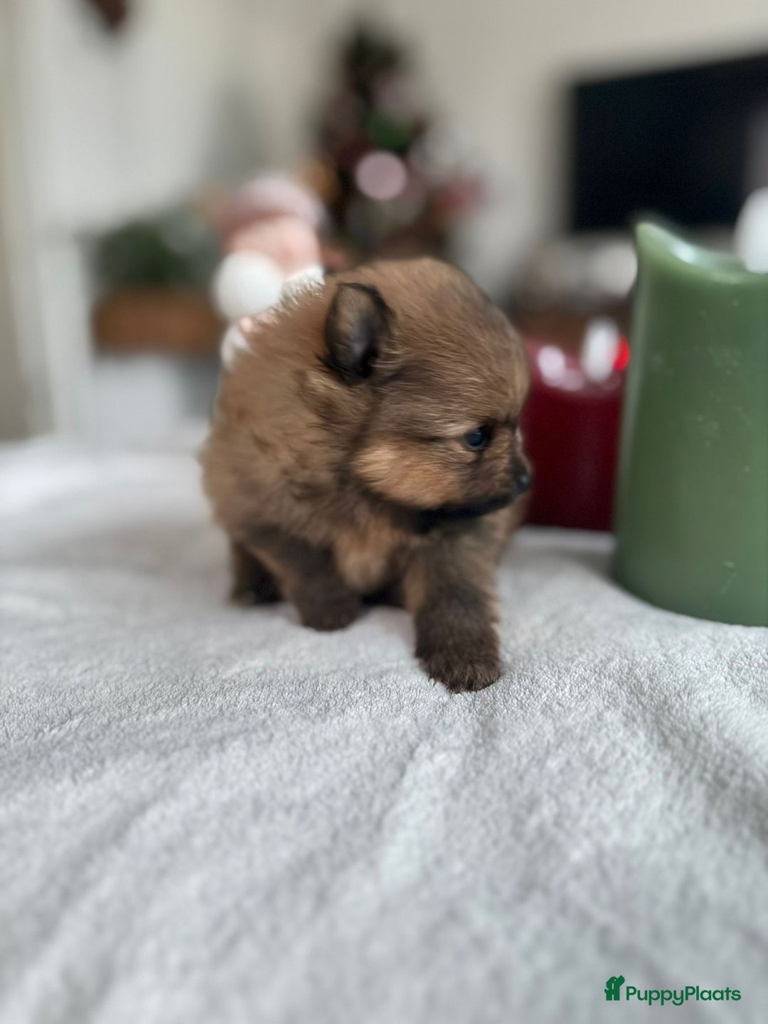 Pomeriaan honden te koop: Prachtige Pomeriaan pups  - Advertentie 4
