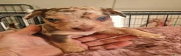 Jack Russel Terriër honden te koop: Mini merle jackrussels in Zwartewaal - Advertentie 19