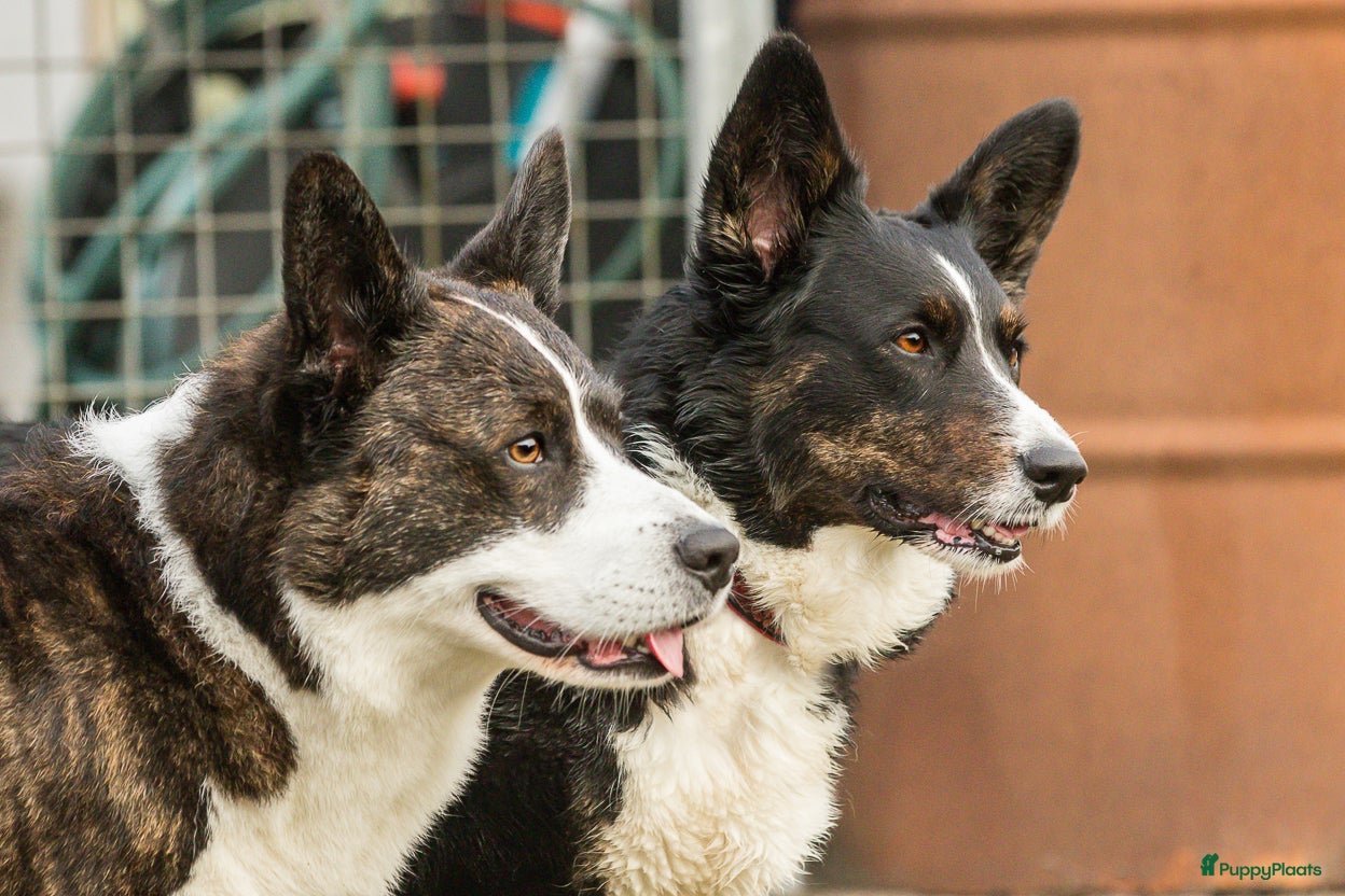Welsh Corgi Cardigan honden te koop: Cardigan Welsh Corgi pups in Wilhelminaoord - Advertentie 5