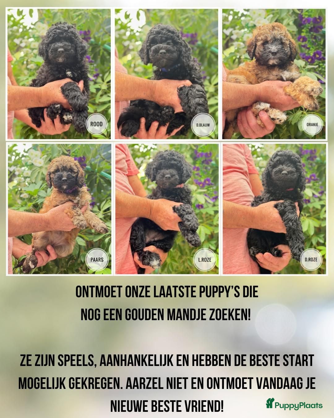 Goldendoodle honden Goldendoodle pups medium - Advertentie 17