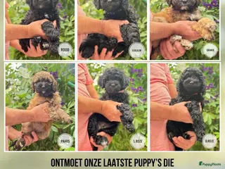 Goldendoodle honden Goldendoodle multigenerationele F4 pups - Advertentie 4