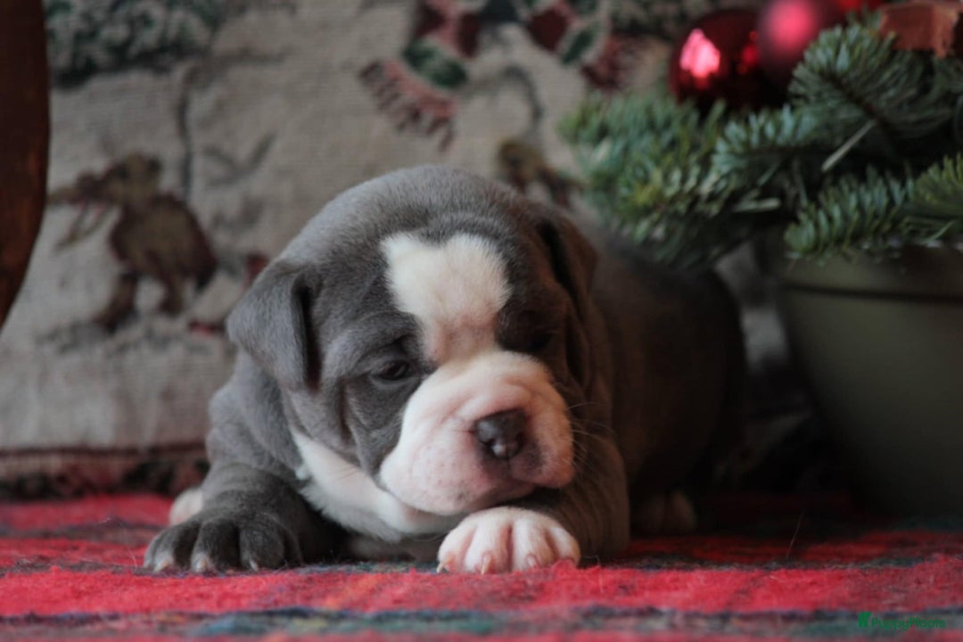 Old English Bulldog honden te koop: Prachtige Old English Bulldog pups met stamboom - Advertentie 7