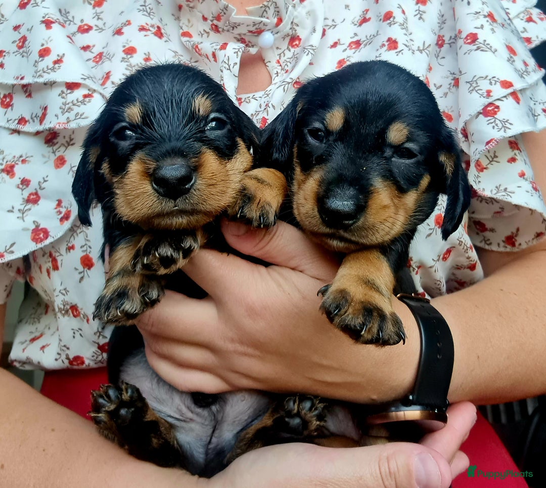 Ruwhaar Teckel honden te koop: Standaard ruwhaar teckel  - Afbeelding 13