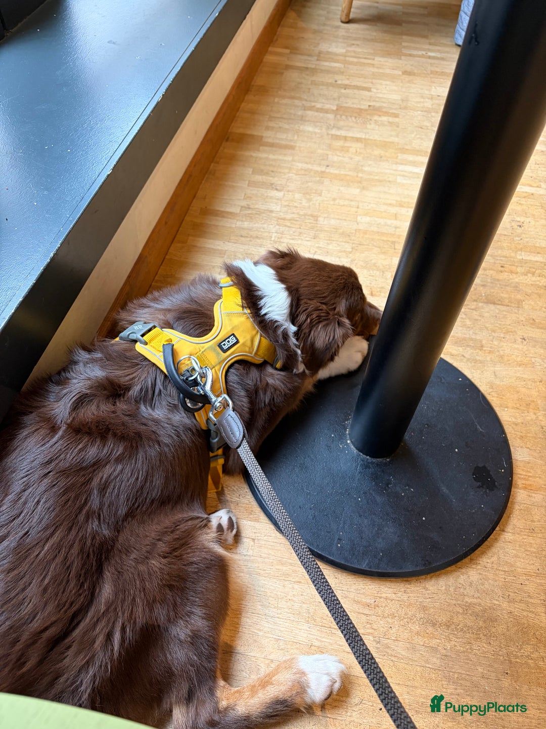 Australian Shepherd honden ter adoptie: Australian Shepherd Bobbi  - Advertentie 11