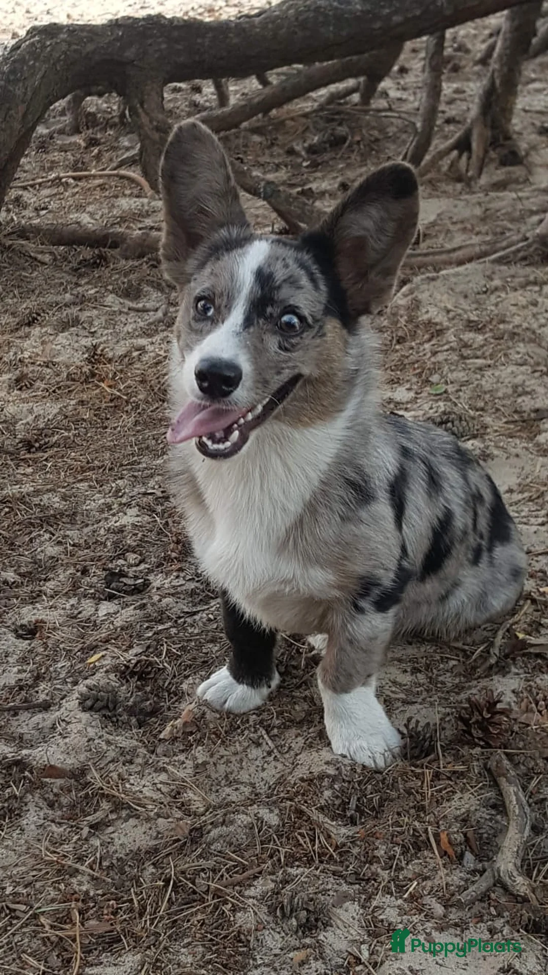 Welsh Corgi Cardigan honden ter dekking: Dekreu in Nistelrode - Advertentie 5