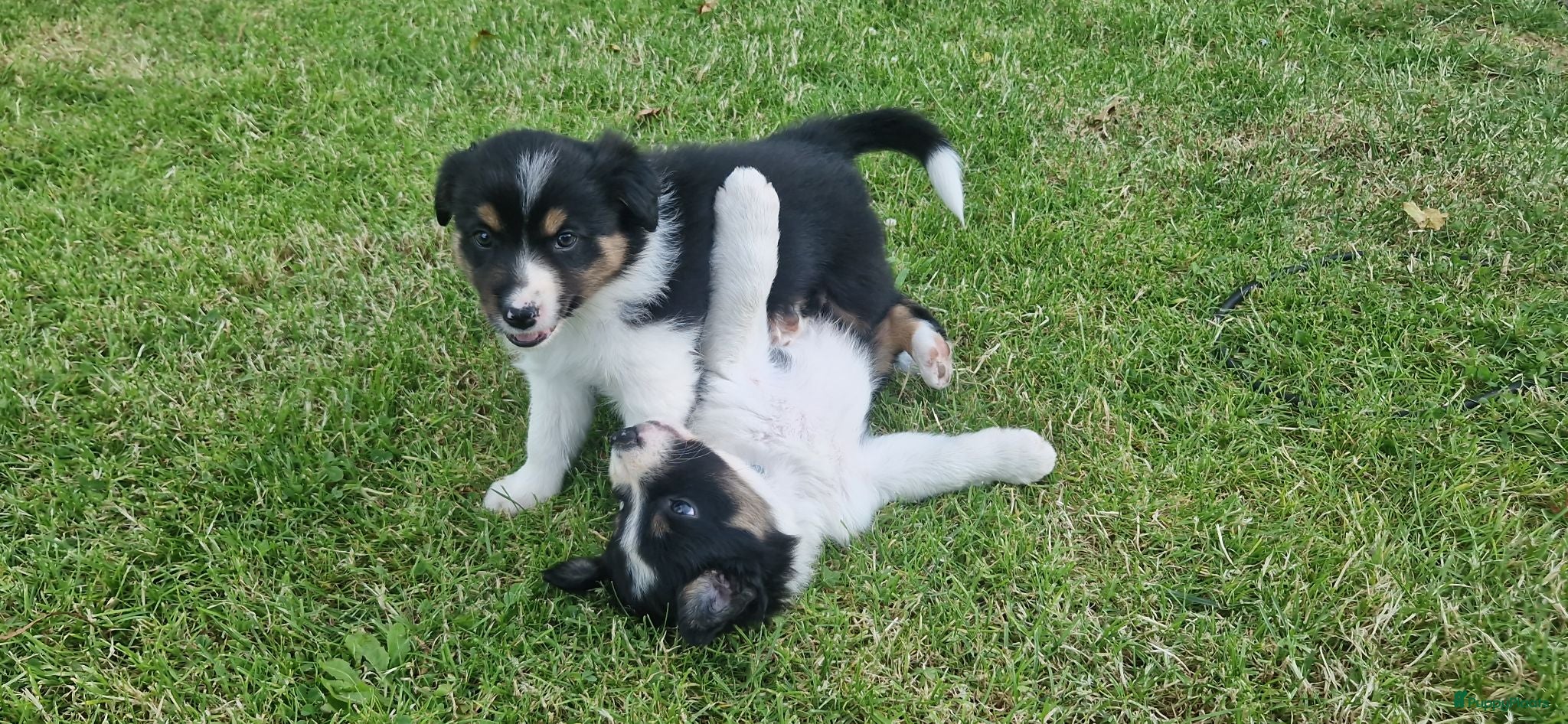 Border Collie honden Nog 1 Border Collie pup 3 kleur, heel verleidelijk - Advertentie 2