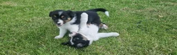 Border Collie honden te koop: Nog 1 Border Collie pup 3 kleur, heel verleidelijk - Advertentie 1