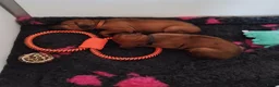 Rhodesian Ridgeback honden te koop: Rhodesian Ridgeback pups met stamboom  in Apeldoorn - Advertentie 10