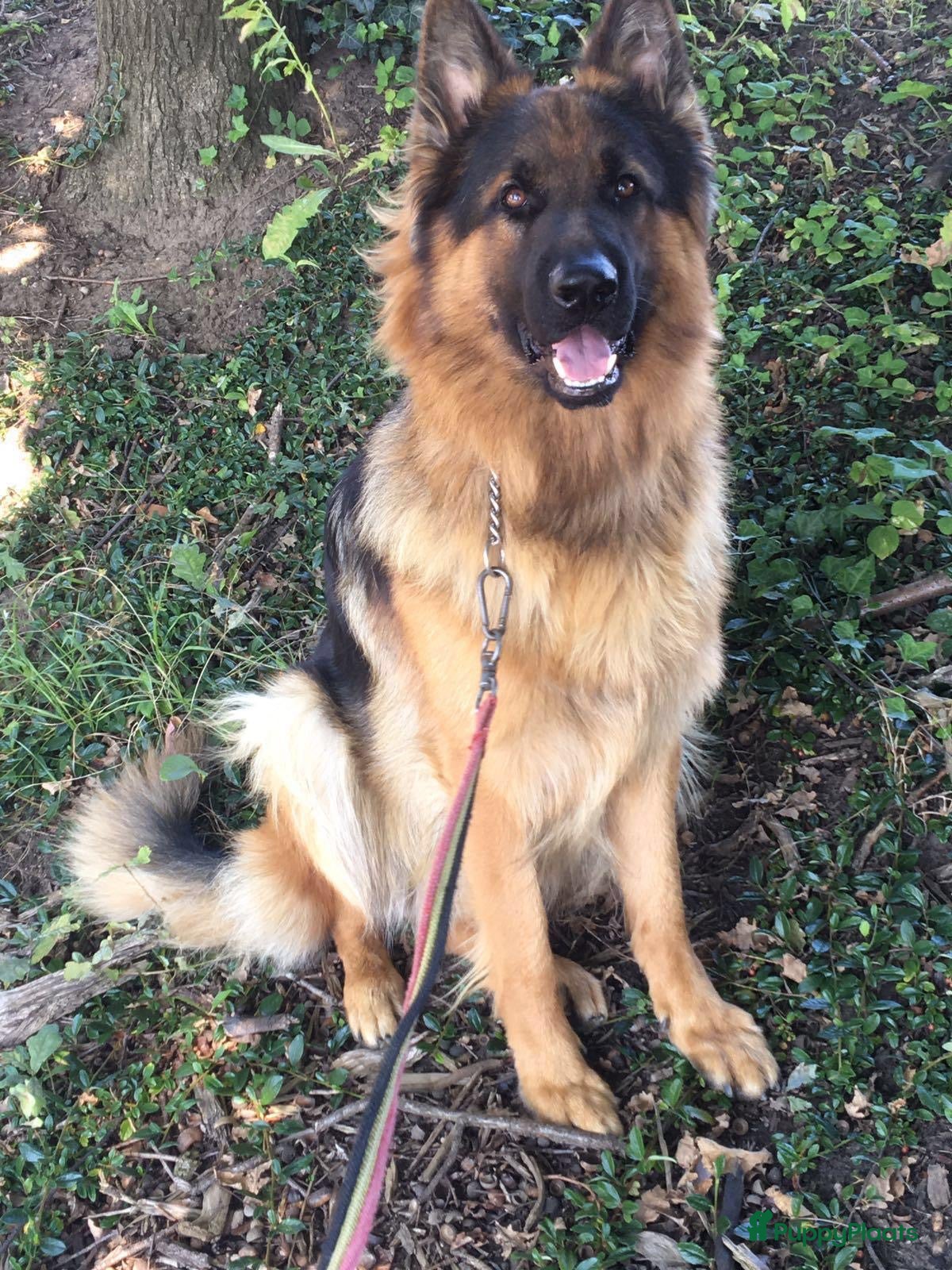 Duitse Herder honden Hallo, spijtig genoeg moet hij weg in Roosteren - Advertentie 1