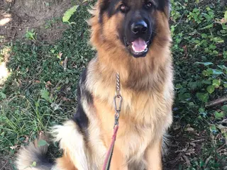 Duitse Herder honden Hallo, spijtig genoeg moet hij weg in Roosteren - Advertentie 3