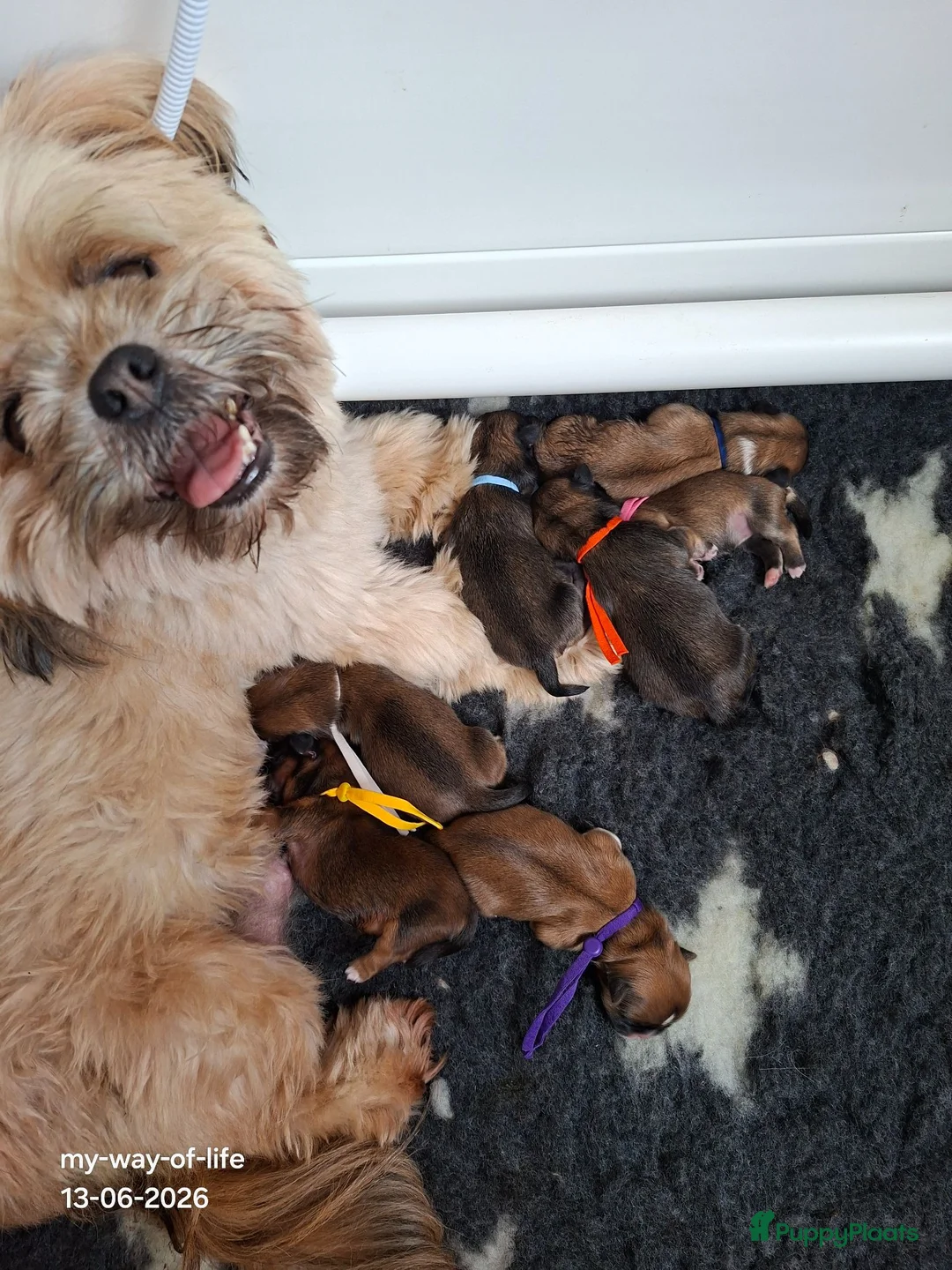 Lhasa Apso honden te koop: Lhasa Apso pups in Bedum - Advertentie 1