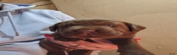 Labrador Retriever honden te koop: Raszuivere Labrador pups zwart - Advertentie 12