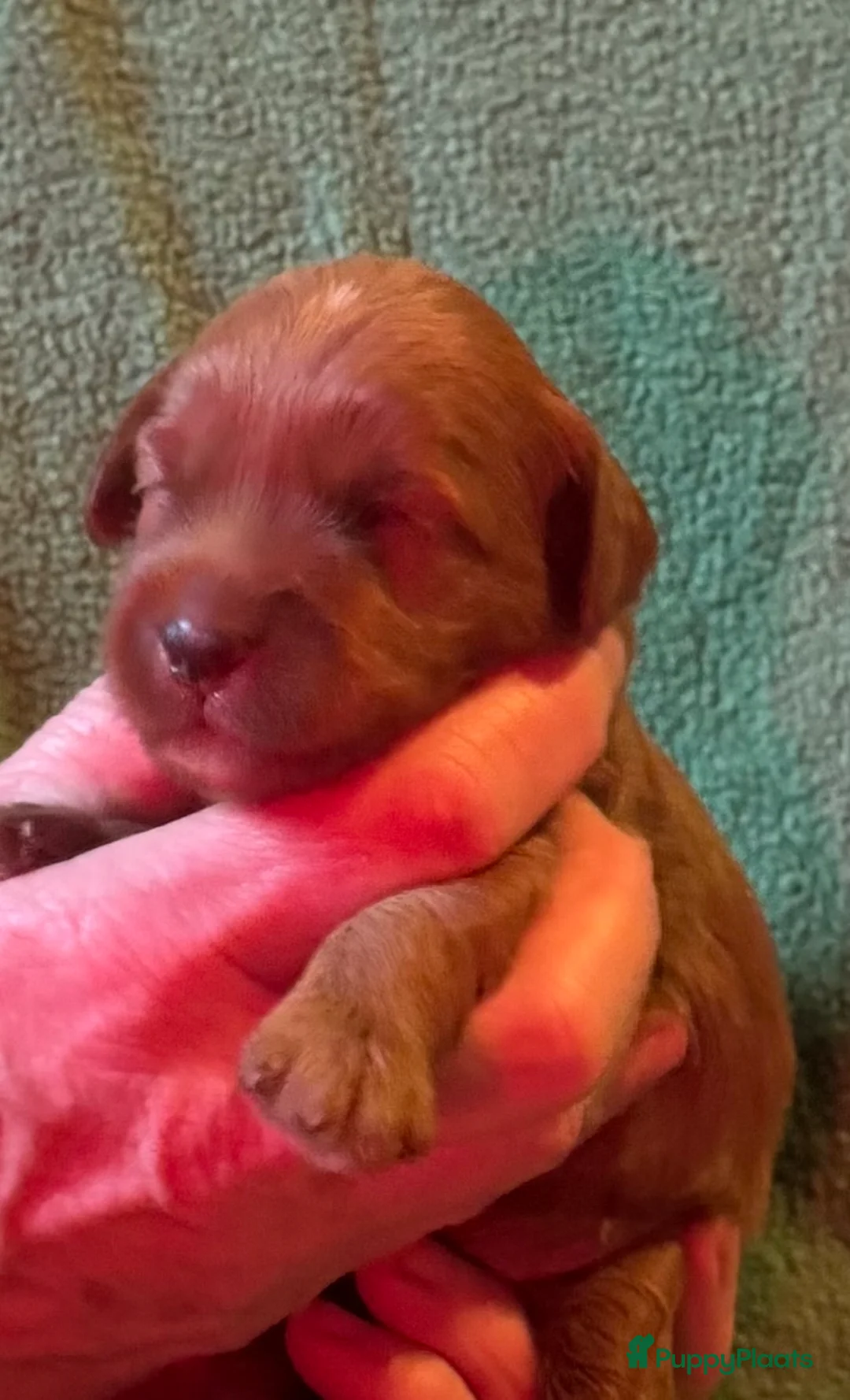 Australian Labradoodle honden te koop: Te koop mini Australian Labradoodles met stamboom - Advertentie 8