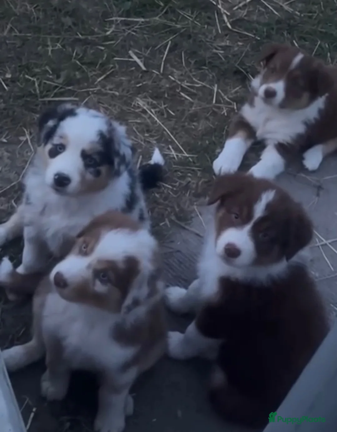 Australian Shepherd honden te koop: Aussies pups zoeken een gouden mandje  - Advertentie 2
