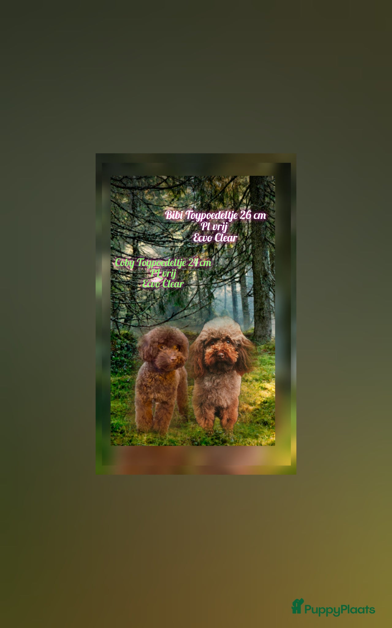 Poedel Toy honden Toypoedel Bibi Choco kleur  - Advertentie 13