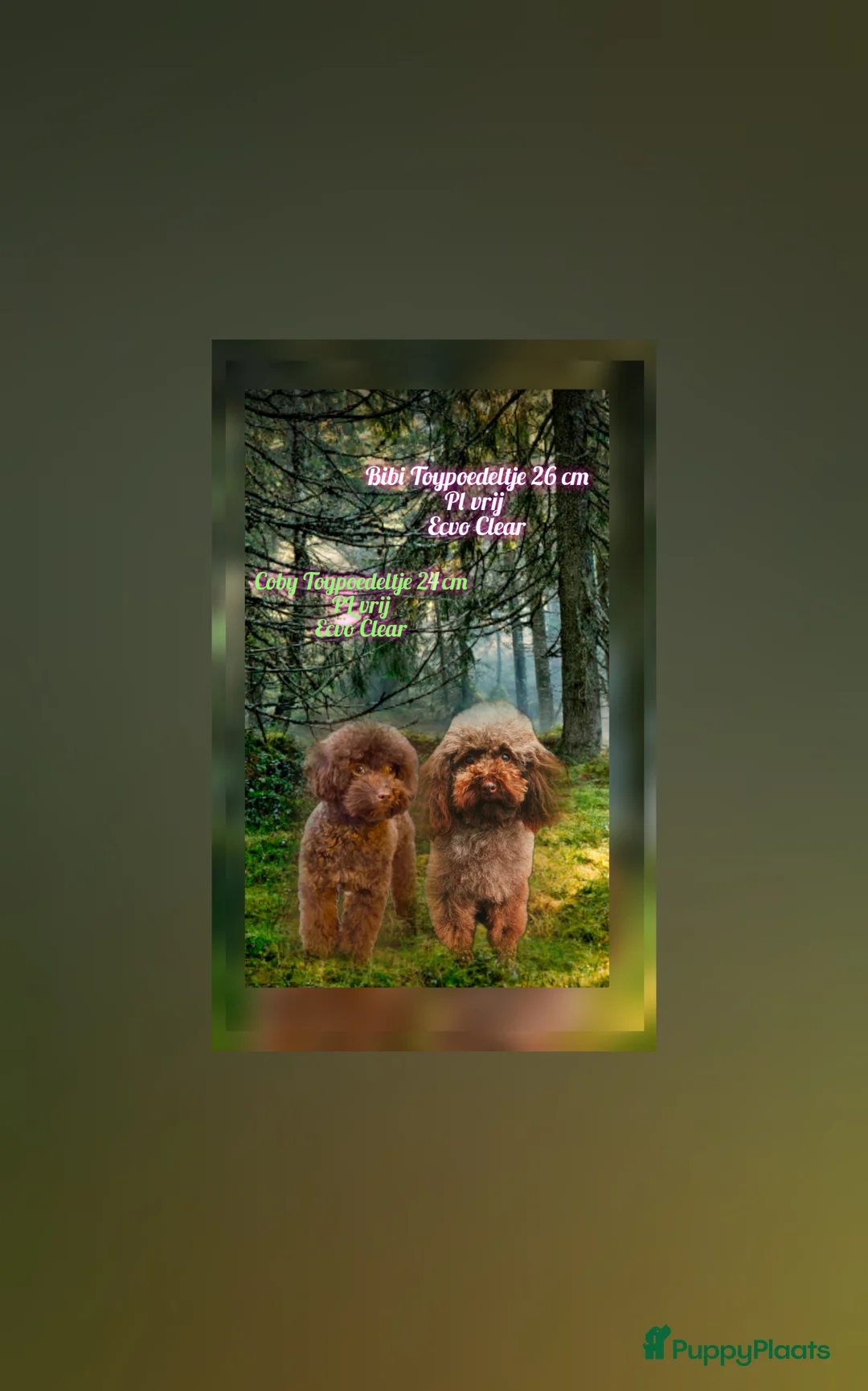 Poedel Toy honden te koop: Toypoedel Bibi Choco kleur  - Advertentie 1