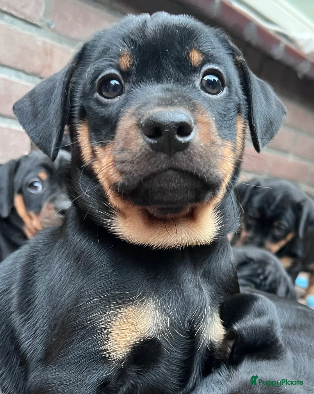 Kruising honden te koop: Carlin Pinscher Pups - Advertentie 13