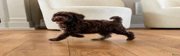 Labradoodle honden te koop: Nog 3 prachtige Labradoodle puppy’s beschikbaar - Advertentie 3