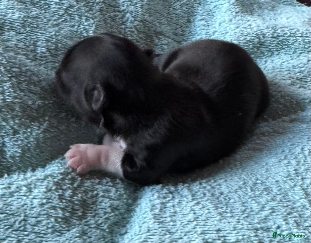 Bolonka Zwetna honden te koop: Bolonka Zwetna pups - kleine knuffels - Advertentie 12