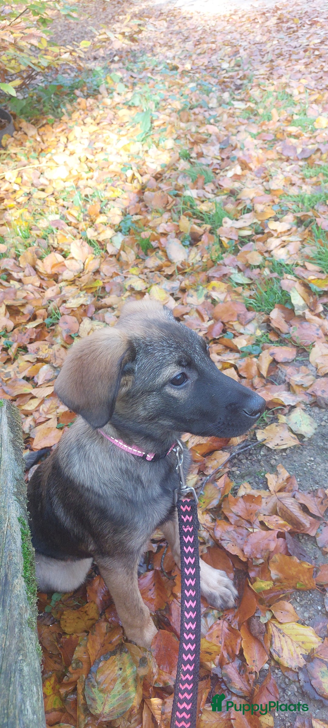 Kruising honden te koop: Lieve mechelse herder pup - Advertentie 7