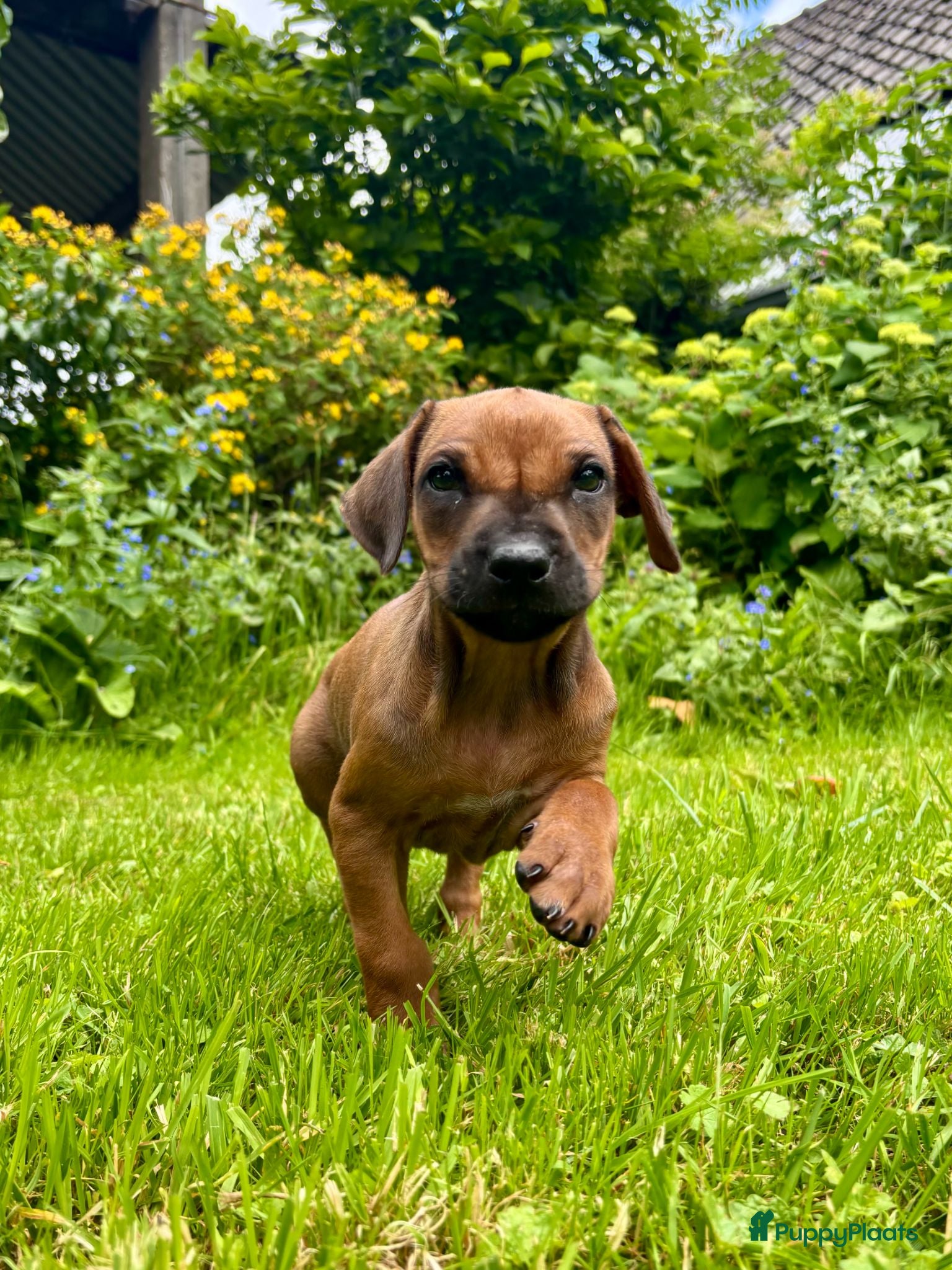 Rhodesian Ridgeback honden Rhodesian Ridgeback pups  - Advertentie 2
