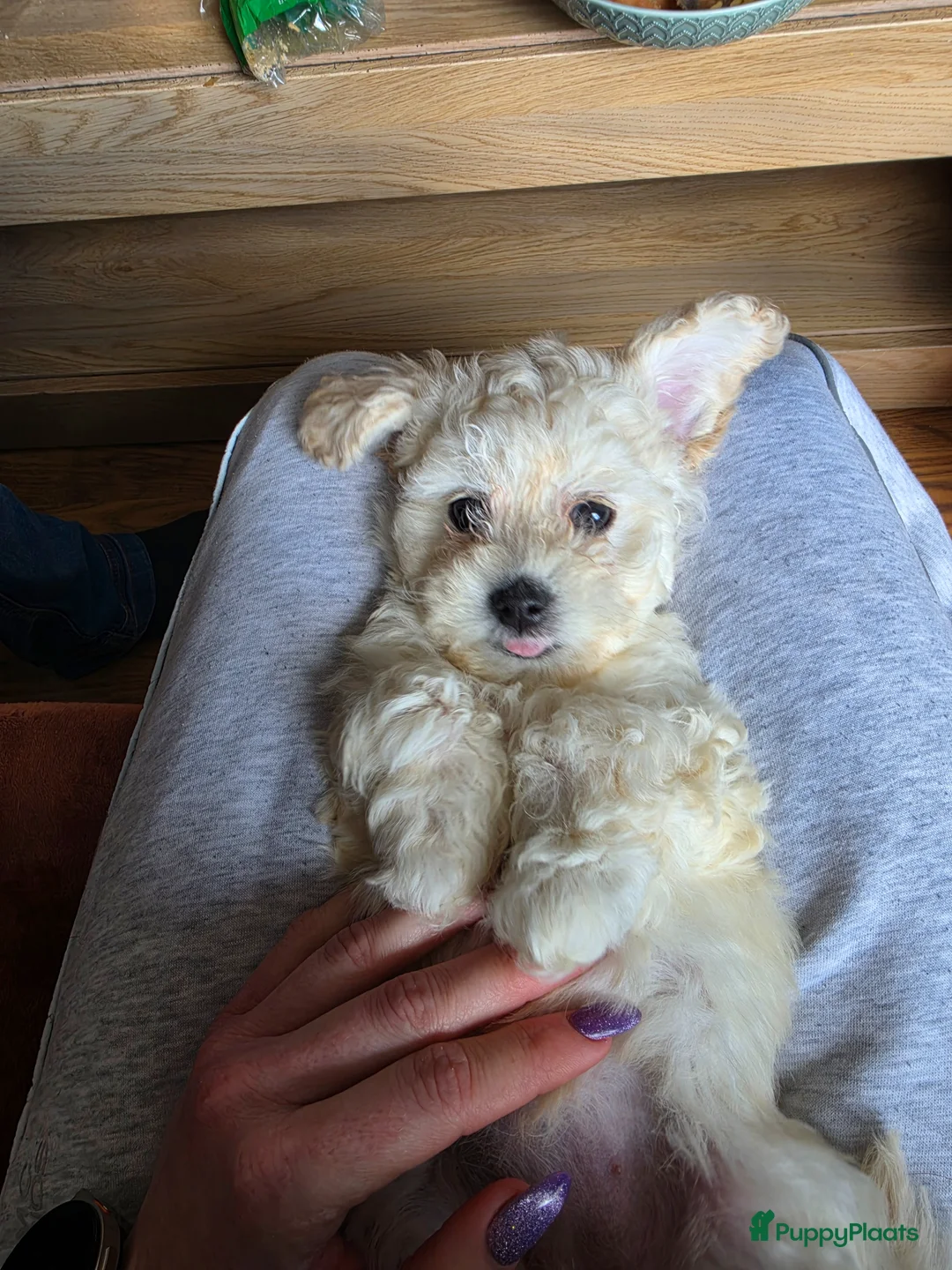 Kruising honden te koop: Lief teefje Maltezer x Bichon Frisé F1 in Vlaardingen - Advertentie 2