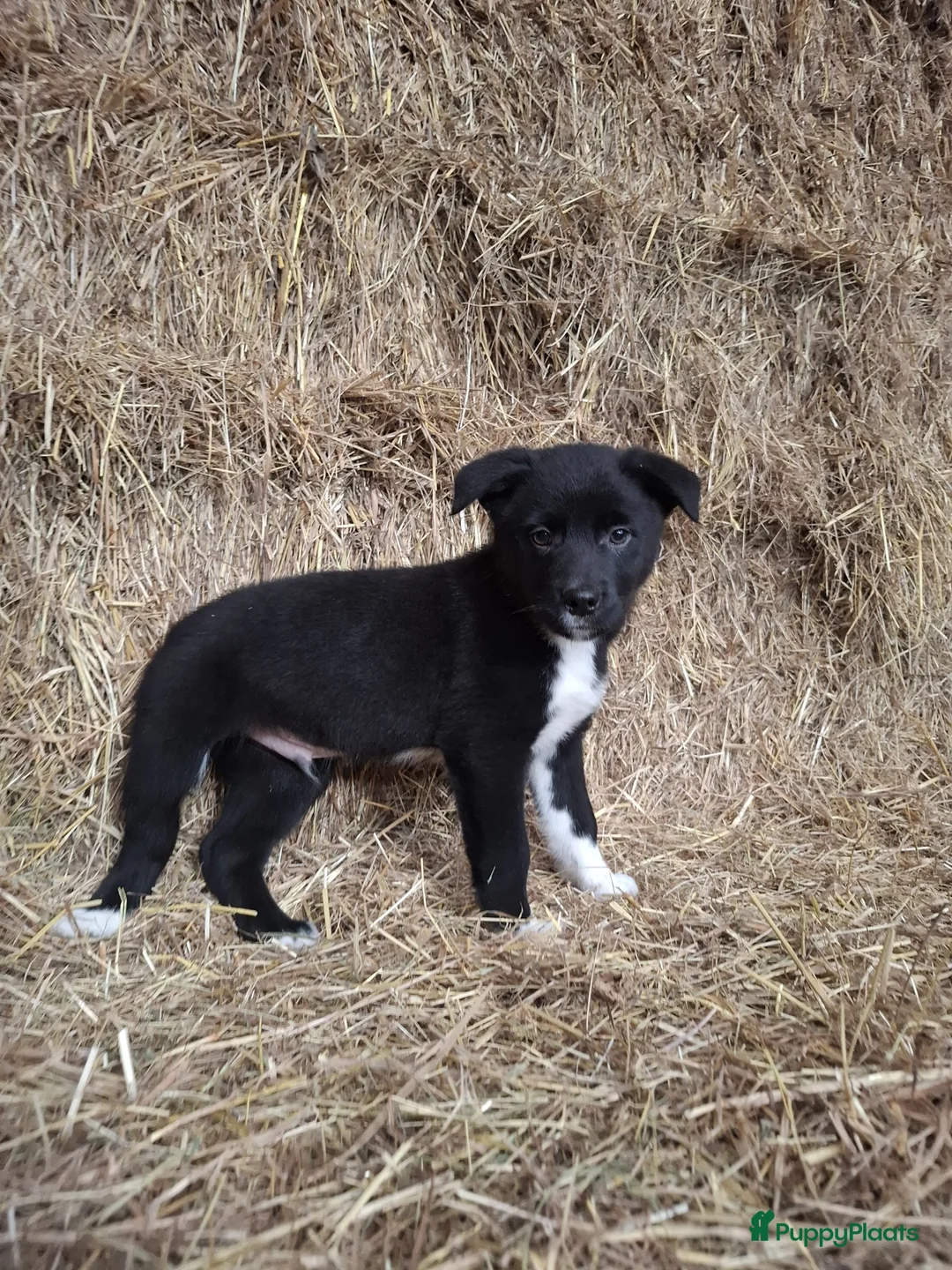 Kruising honden te koop: Prachtige pups Border Collie x Australian Kelpie  - Advertentie 6