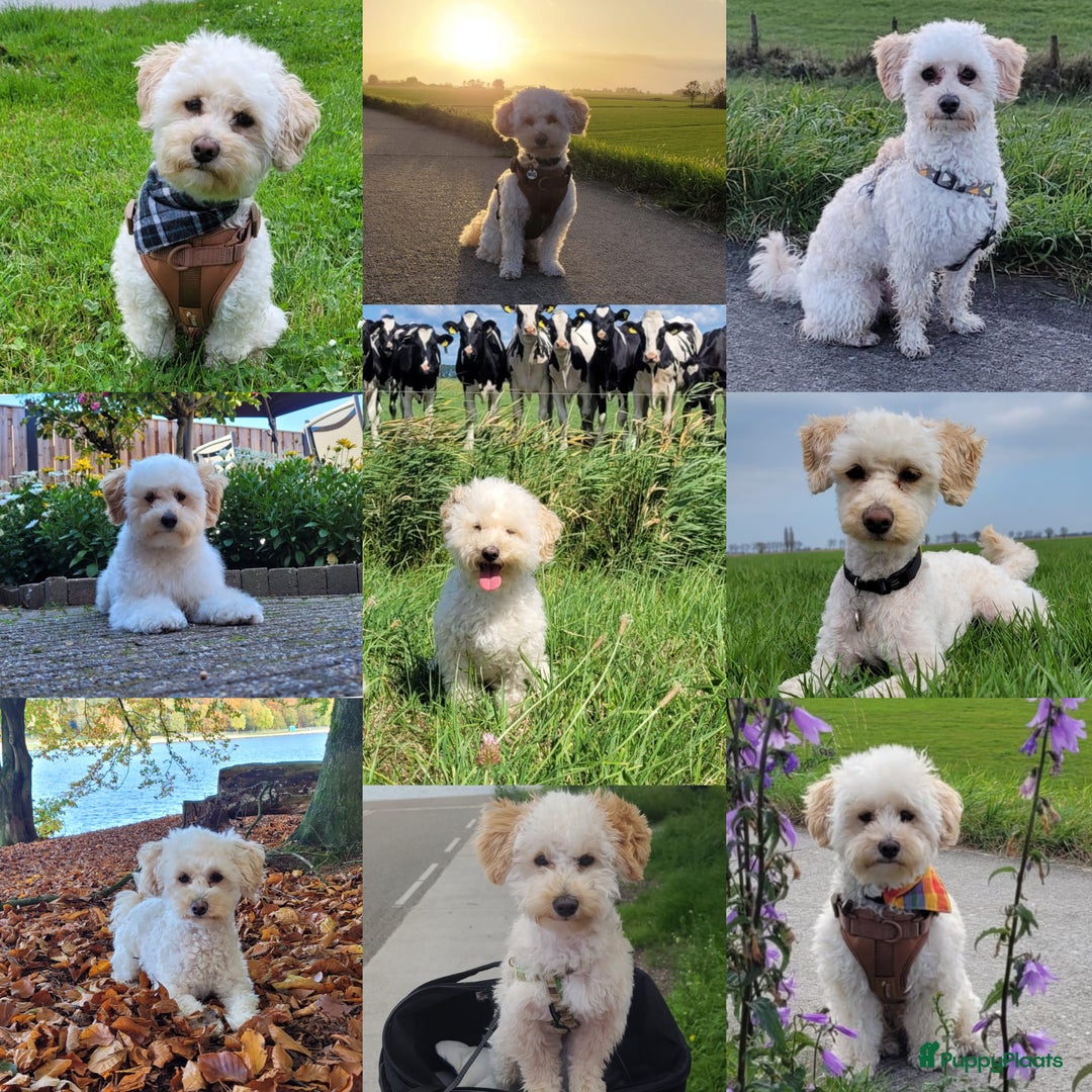 Maltipoo honden te koop: Maltipoo F1b worden rond kerst geboren 🥰 !  - Advertentie 25