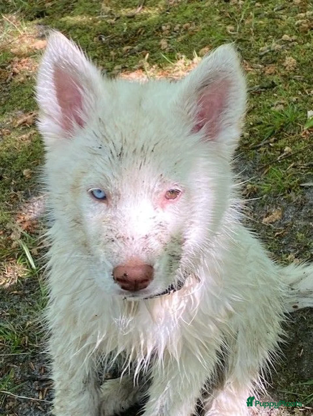 Kruising honden te koop: Shepsky pup in Hurdegaryp - Advertentie 5