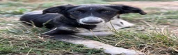 Kruising honden ter adoptie: Cocoo - Advertentie 5