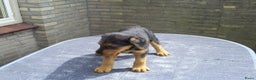Airedale Terriër honden te koop: Airedale Terriër Puppy's - Advertentie 8