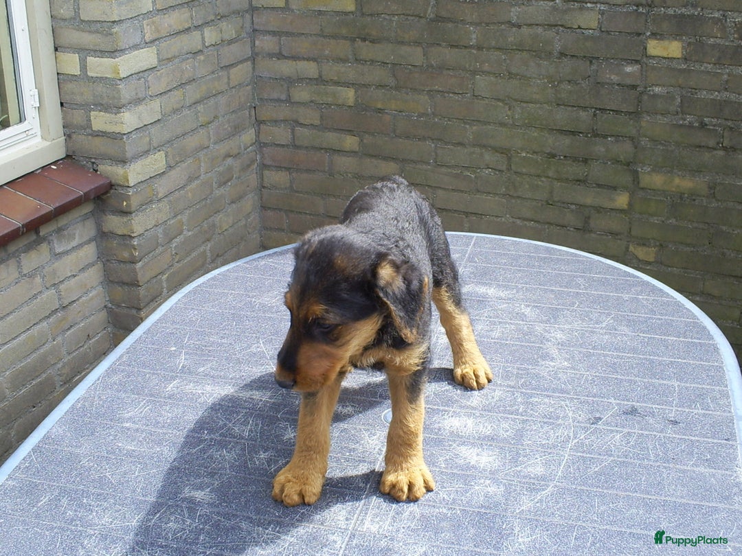Airedale Terriër honden te koop: Airedale Terriër Puppy's - Advertentie 8