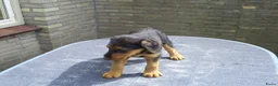 Airedale Terriër honden te koop: Airedale Terriër Puppy's - Advertentie 8