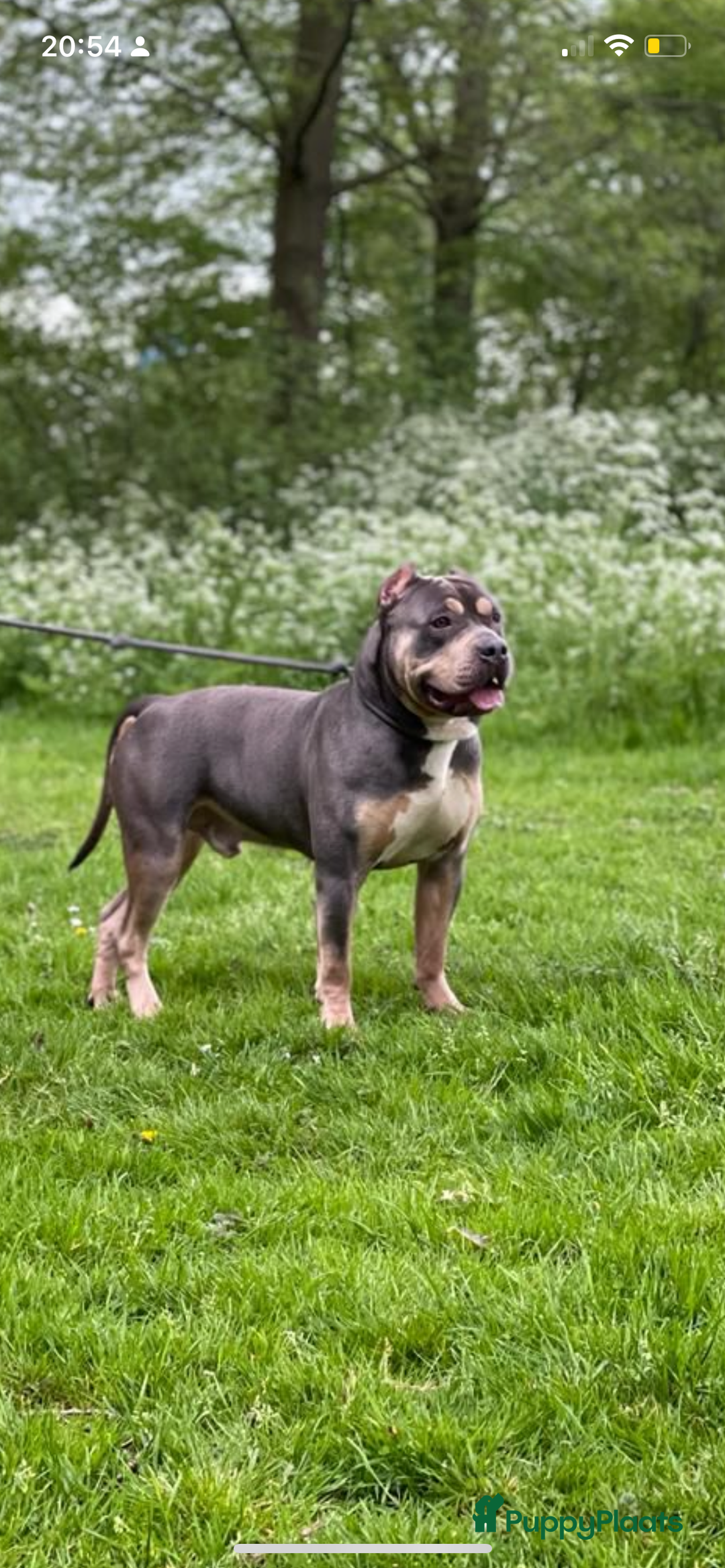 Amerikaanse Bully honden ter dekking: American Bully xl dekreu - Advertentie 4