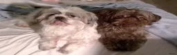 Shih Tzu honden te koop: 2de nestje - Advertentie 1