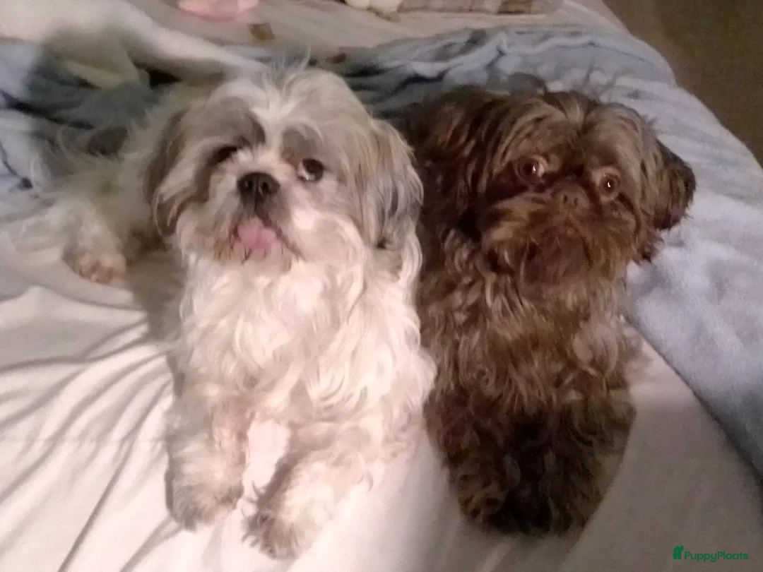 Shih Tzu honden te koop: 2de nestje - Advertentie 1