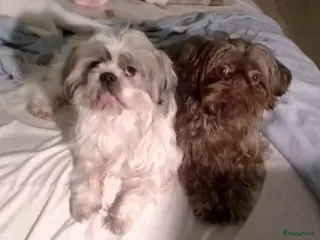 Shih Tzu honden geboorte 2de nestje - Advertentie 5
