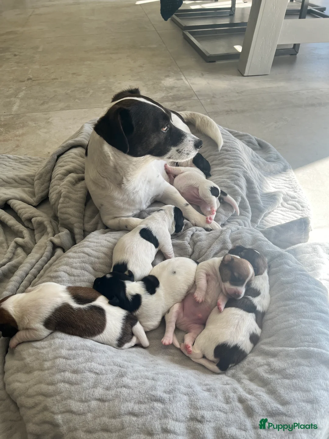 Jack Russel Terriër honden te koop: Laagbenige kortharige Jack Russell pups geboren - Advertentie 2