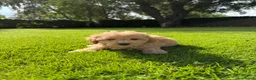 Maltipoo honden te koop: Maltipoo (Maltezer x Toy Poedel) pups - Advertentie 13