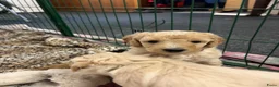 Labradoodle honden te koop: Mooie blonde Labradoodle 🐶 pups.  - Advertentie 8